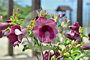 Allamanda blanchetti flower