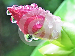 Allamanda Blanchetti flower bud in our garden in Polonnaruwa with dew drops hanging on to it.