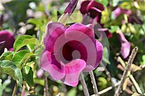 Allamanda blanchetti flower details photo