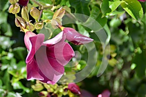 Allamanda blanchetti`s bud and blooming flower photo