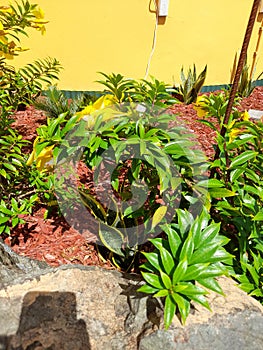 Allamanda catartica with molch around