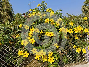 The allamanda cathartic plant in the garden or park