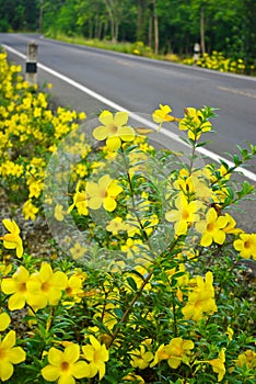 Allamanda cathartica