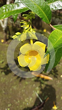 Allamanda Cathartica commonly called golden trompet