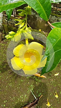 Allamanda Cathartica commonly called golden trompet photo
