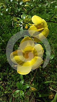 Allamanda cathartica, commonly called golden trumpet or common trumpetvine or trumpet flower