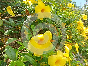 Allamanda cathartica, commonly called golden trumpet, common trumpetvine, and yellow allamanda.