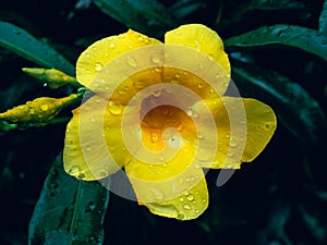Allamanda cathartica flower photo