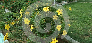 Allamanda cathartica inside Garden plant flowers yellow colour