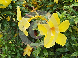 Allamanda Cathartica like speaker