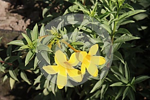 Allamanda cathartica tree plant on farm