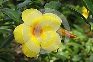 Allamanda flower photo