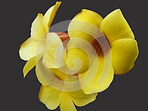 Allamanda flower isolated over black background