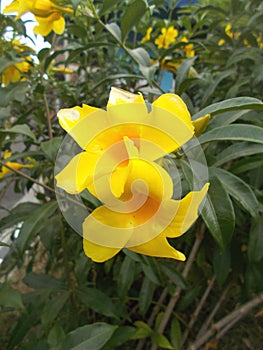 Allamanda flower on the tree, close ups