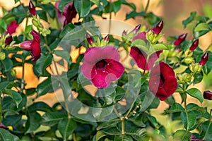 Allamanda Flowering Plant photo