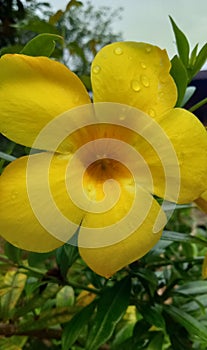 Allamanda flowers are bright yellow, looks beautiful to look at.