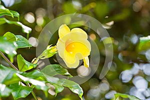 Allamanda flowers