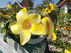 Allamanda flowers yellow