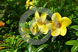 Allamanda Golden trumpet in the backyard