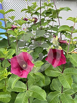 Allamanda makes a lush addition on trellises or fences in parks and gardens and flowers freely all year