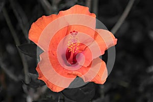 allamanda orange flower