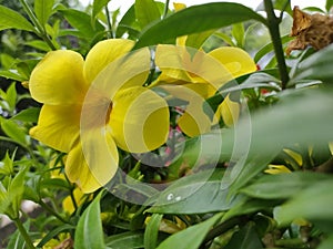 Allamanda schottii, commonly known as bush allamanda,