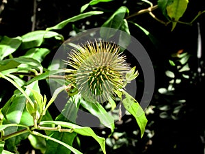 Allamanda Seed Pod