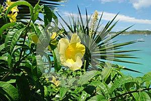 Allamanda Yellow