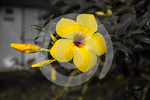 allamanda yellow flower