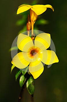 Allamanda - Yellow Tropical Flower photo