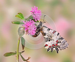 Allancastria cerisyi speciosa (underside)