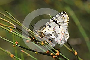 Allancastria louristana butterfly , butterflies of Iran