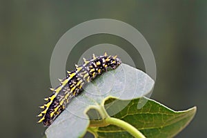 Allancastria louristana butterfly caterpillar