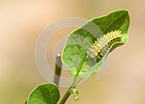 Allancastria louristana butterfly caterpillar , butterflies of Iran