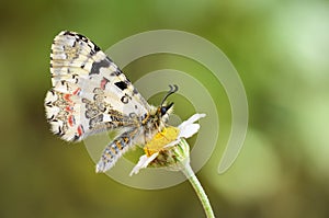 Allancastria louristana butterfly on flower , butterflies of Iran