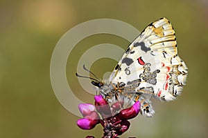 Allancastria louristana butterfly on flower , butterflies of Iran