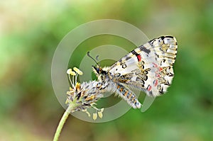 Allancastria louristana butterfly on flower , butterflies of Iran