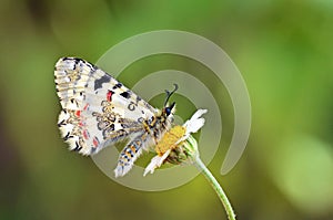 Allancastria louristana butterfly on flower , butterflies of Iran