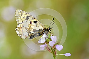 Allancastria louristana butterfly on flower , butterflies of Iran