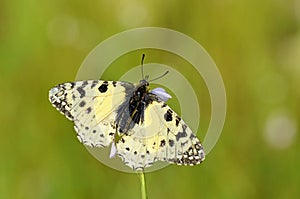 Allancastria louristana butterfly on flower , butterflies of Iran