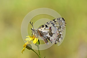 Allancastria louristana butterfly on yellow flower , butterflies of Iran