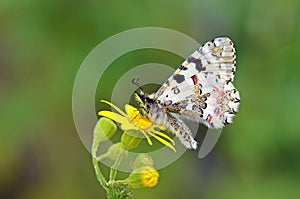 Allancastria louristana butterfly on yellow flower , butterflies of Iran