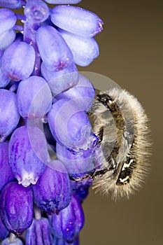 Alleculid Beetle / Tropinota (Epicometis) hirta photo