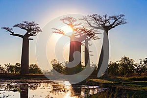 Allee des Baobabs - Avenue of the Baobabs in Morondova, Madagascar