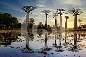 Allee des Baobabs - Avenue of the Baobabs in Morondova, Madagascar