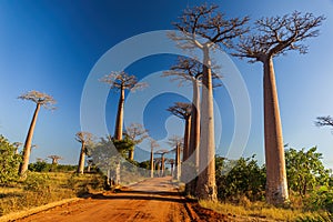 Allee des Baobabs - Avenue of the Baobabs in Morondova, Madagascar
