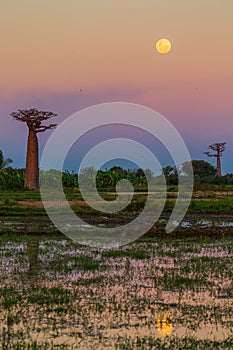 Allee des Baobabs - Avenue of the Baobabs in Morondova, Madagascar