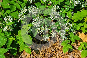 Allegheny Blackberry Flower, Rubus allegheniensis