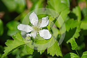 Allegheny Blackberry Flower â€“ Rubus allegheniensis