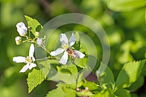 Allegheny blackberry with honey bee
